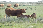 breeding of livestock