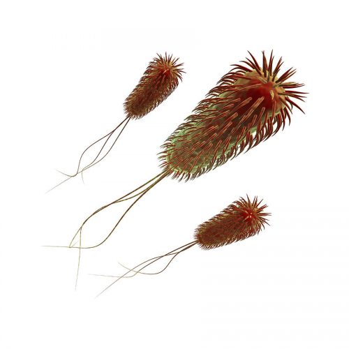 Bactérie e-coli