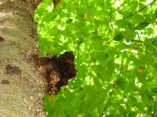 Chaga is a deadly fungus for birch