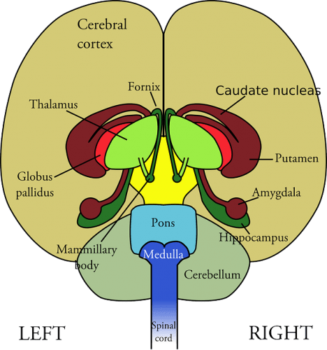 Illustration du cerveau. Brand section.