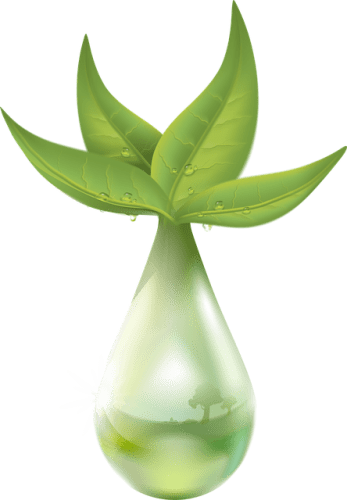 Pousse de plante qui pousse à partir d'une goutte d'eau