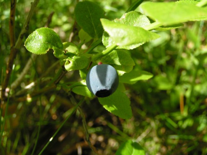 camerise non cueillie sur branche