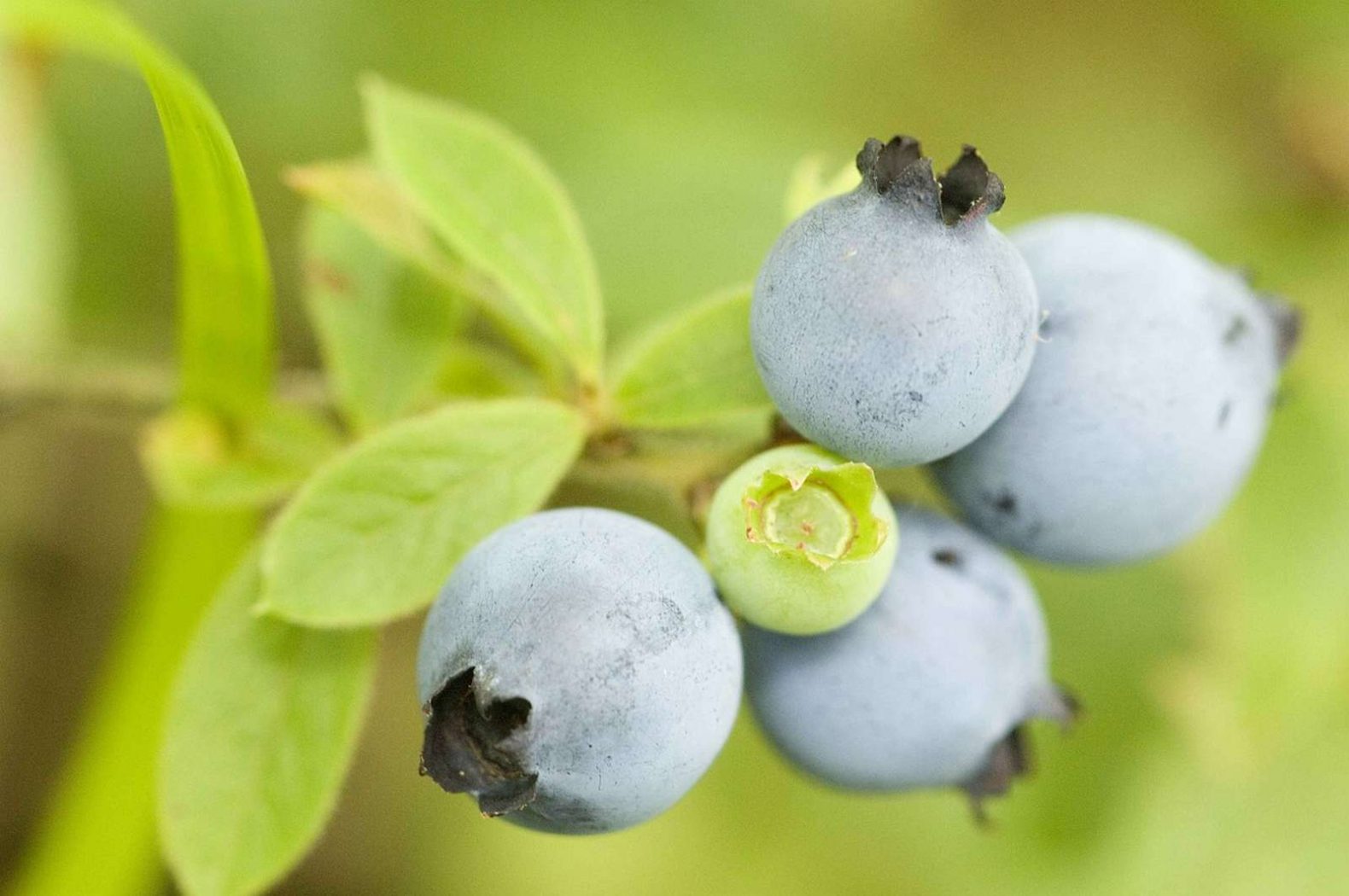 blueberries on branch