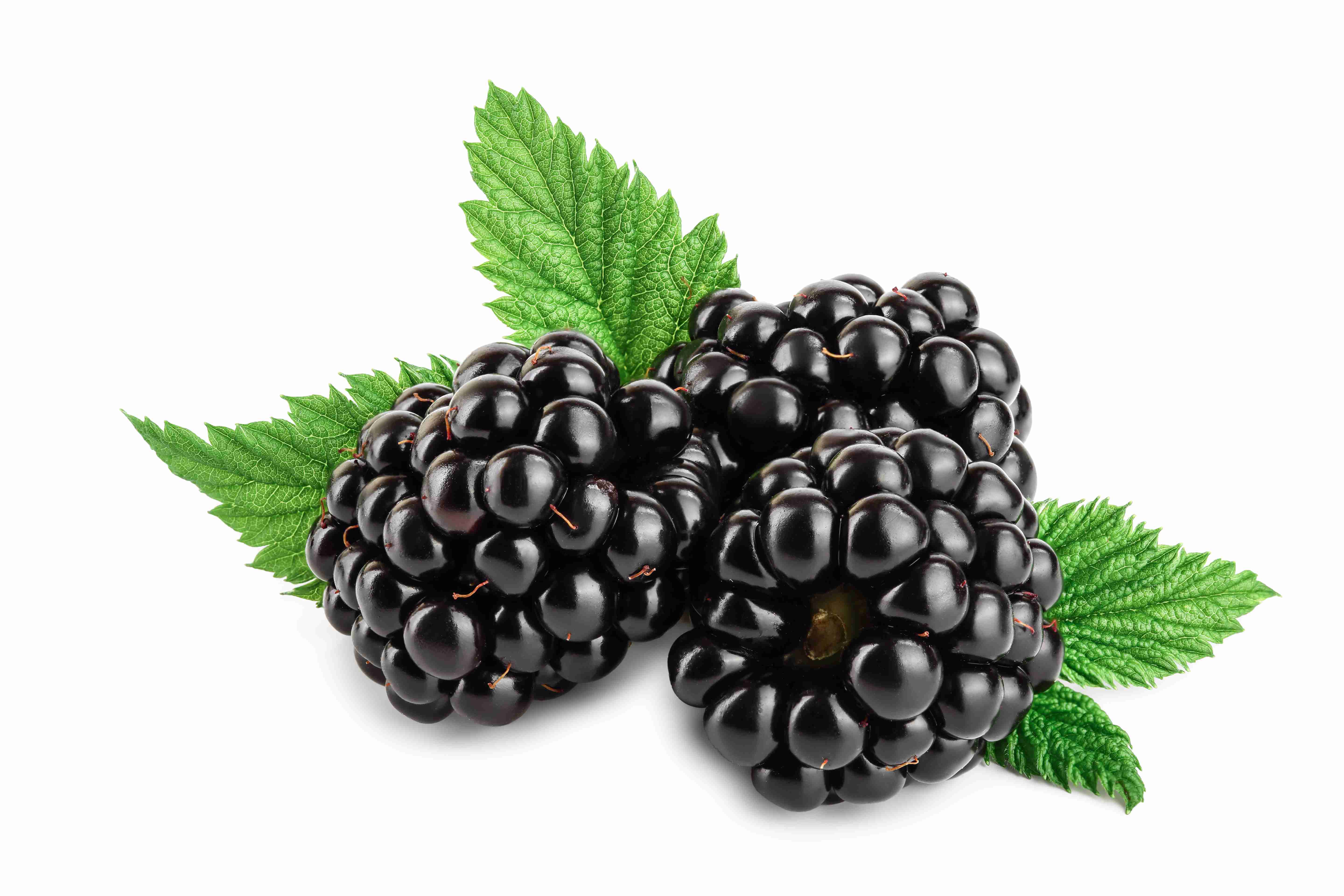 3 superb blackberries on green foliage